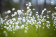© Sanni Vierela/Stocksy - Cotton Grass in the Breeze