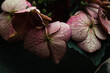 © Kelly Knox/Stocksy - close up images of hydrangea blooms