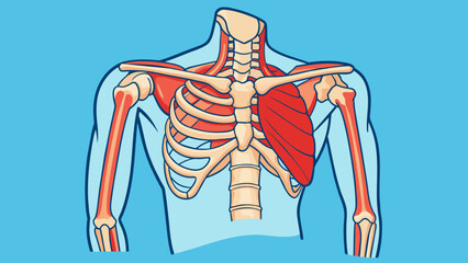 Aufkleber - The shoulder is a complex structure made up of bones muscles and ligaments allowing for a wide range of motion and flexibility.. Cartoon Vector.