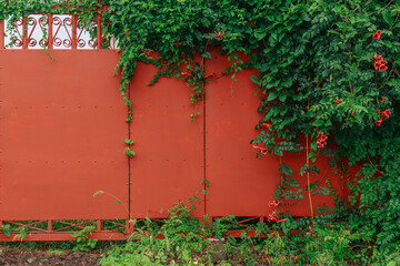 Vines grow on the red gate and red flowers bloom.