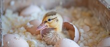 A Cute Newly Hatched Duckling Sits In A Nest Of Straw And Eggshells.