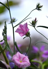 Sticker - flower in the wind