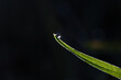 © Tim Booth/Stocksy - A dewdrop on a blade of grass.