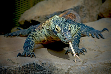 Wall Mural - Komodo dragon on the rock