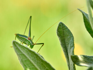 Wall Mural - green long-legged grasshopper on a plant hidden and camouflaged