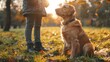 © Aliaksandra - canine obedience training, a dedicated dog trainer instructing an energetic golden retriever on obedience commands in the sunny park with passion
