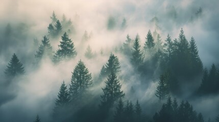 Wall Mural - Misty forest landscape for nature and design purposes