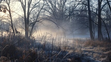 Poster - Morning mist in a wooded area at daybreak