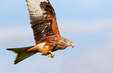 Wall Mural - portrait of a red kite in flight against blue sky