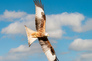Wall Mural - portrait of a red kite in flight against blue sky