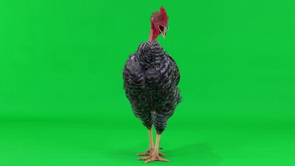 Canvas Print - Singing rooster on green screen