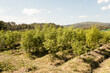 © Jelena Markovic/Stocksy - Outdoor Marijuana field in North Thailand