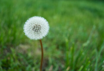 Wall Mural - white fluffy dandelion on green blurred grass background