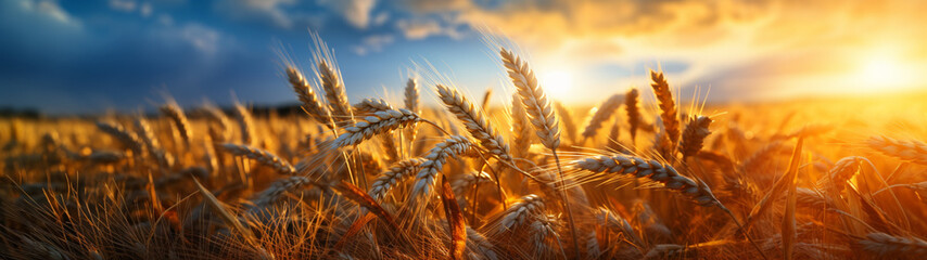 Wall Mural - Luminous grains: fascinating sun rays in the wheat fields.