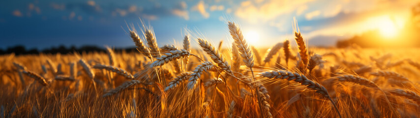 Wall Mural - Luminous grains: fascinating sun rays in the wheat fields.