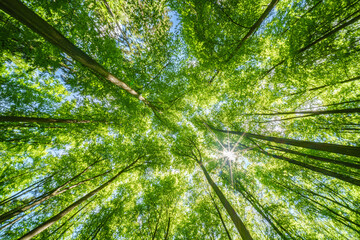 Springtime forest with setting sun shining through leaves and branches. Nature, forestry, habitat, environment and sustainability concepts