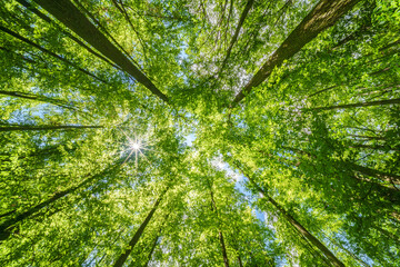 Wall Mural - springtime forest with setting sun shining through leaves and branches. nature, forestry, habitat, e