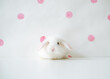 © Nikita Sursin/Stocksy - white bunny sits on a white background