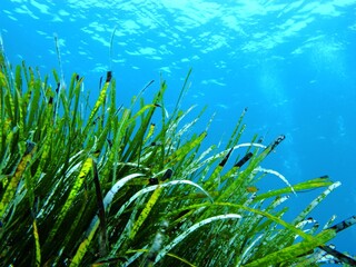Wall Mural - Underwater landscape with sea grass, ble ocean with air bubbles in the water. Seascape in the shallow sea, underwater photography from scuba diving. Grass and blue sea, travel picture.