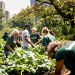 © TRINETTE + CHRIS - Group of Volunteers working together on urban garden in the city