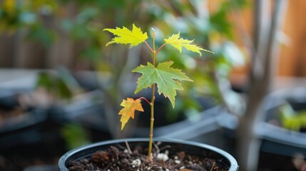 growing a young maple tree in a plant container