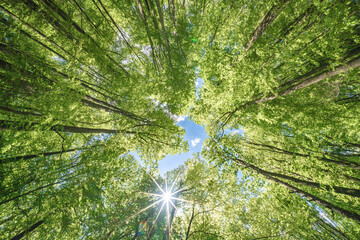 Wall Mural - springtime forest with setting sun shining through leaves and branches. nature, forestry, habitat, e