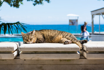 cat on the beach