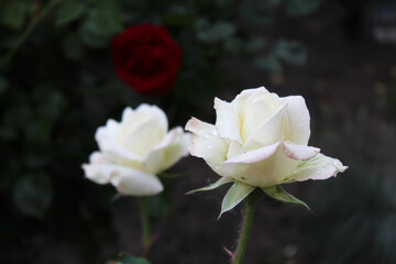 Wall Mural - two beautiful white roses on a dark background, white rose in the garden