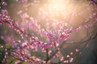 © Kelly Knox/Stocksy - sunlight through spring redbud branches