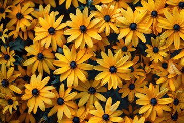 Yellow Daisies. Top View of Autumn Daisies in Beautiful Garden Background