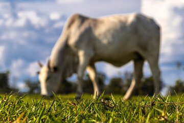 Wall Mural - Unfocused Zebu Nellore cow in the pasture area of a beef cattle farm in Brazil