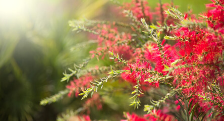 Poster - Callistemon citrinus red bottlebrush flower blooming in exotic garden, close up. Gardening, landscape design. Exotic bush growing over green grass background. Landscaping, flower bed, landscaping