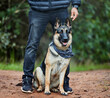 © peopleimages.com - German shepherd, pet and service animal in nature for training, scent tracking or listening to trainer. Outdoors, hiking trail and dog sitting for command, teaching behavior or obedience in forest