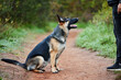 © peopleimages.com - German shepherd, dog and service animal in training for nature, scent tracking or listening to trainer. Outdoors, hiking trail and pet sitting for command, teaching behavior or obedience in forest