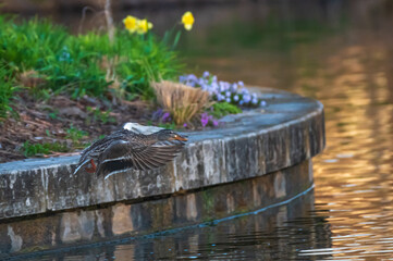 mallard duck.