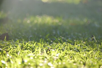 Wall Mural - In selective focus a green grass field with sunlight in a park area