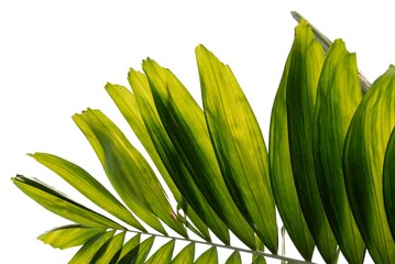 Wall Mural - Tropical palm leaves on white isolated background with copy space for background backdrop