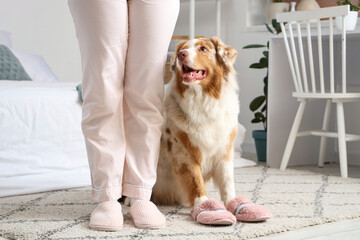 Sticker - Young woman and cute Australian Shepherd dog with slippers at home