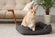 © Pixel-Shot - Cute beige Maine Coon cat sitting in pet bed at home