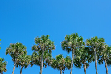 Tall palm trees with lush green fronds under a bright clear blue sky creating a tropical atmosphere