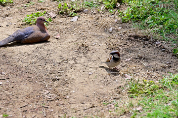 pigeons on the ground