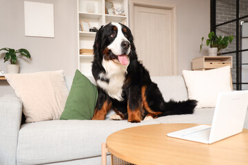 Wall Mural - Cute Bernese mountain dog with laptop on table at home