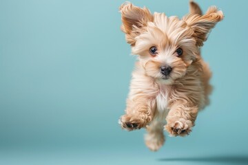 Wall Mural - Havanese dog Jumping and remaining in mid-air, studio lighting, isolated on pastel background, stock photographic style