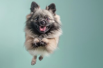 Wall Mural - Keeshond dog Jumping and remaining in mid-air, studio lighting, isolated on pastel background, stock photographic style