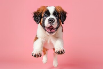 Wall Mural - Saint Bernard dog Jumping and remaining in mid-air, studio lighting, isolated on pastel background, stock photographic style