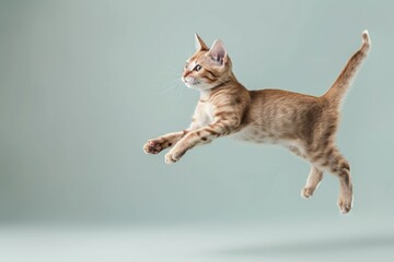 Wall Mural - Singapura cat Jumping and remaining in mid-air, studio lighting, isolated on pastel background, stock photographic style