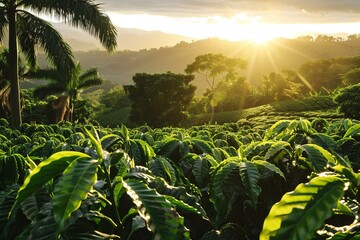 Poster - Golden sunrise casting light on a vibrant coffee farm with rolling hills and palm trees in the background