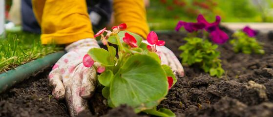 Wall Mural - A closeup of hands of a gardener with a seedling.