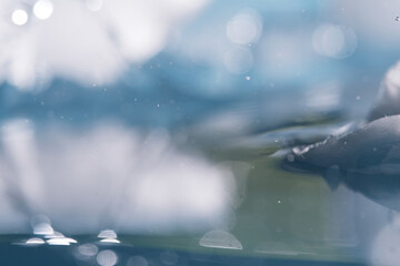 Canvas Print - macro shot of melting ice background