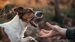 © Varunee - Pregnant female dog Jack Russell terrier growls to person hand. Animal instinct and behaviour
